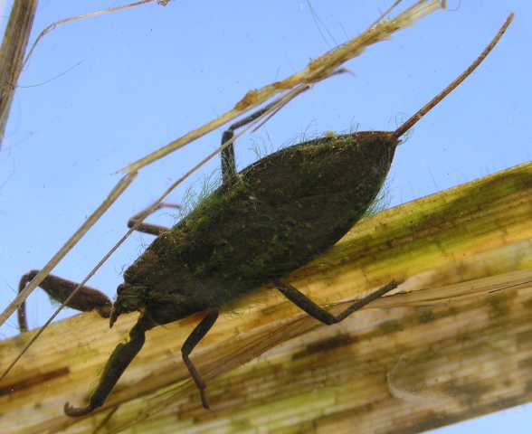Leben in Teich und Garten Wanzen ( Heteroptera) Wasserskorpion (Nepa